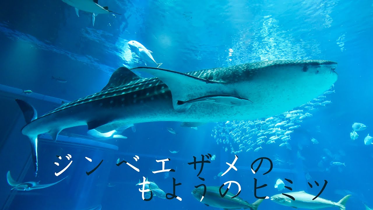 【海遊館】ジンベエザメの模様のヒミツ