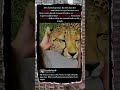 This 70 mph Cheetah Just Wants to Cuddle 🐆 #Wildlife #BigCats #SweetAnimals