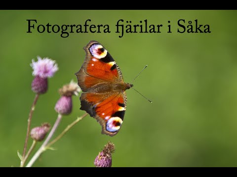 Video: Fjärilsraser: namn, beskrivning, foto