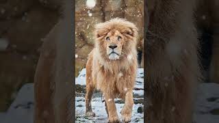 Photographing lions in the snow #shorts