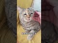 Unraveling the Mysteries of Hajimi: A Cat Owner's Adventure