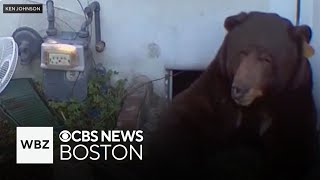 Over 500 pound bear living under man's home in California evicted after weeks