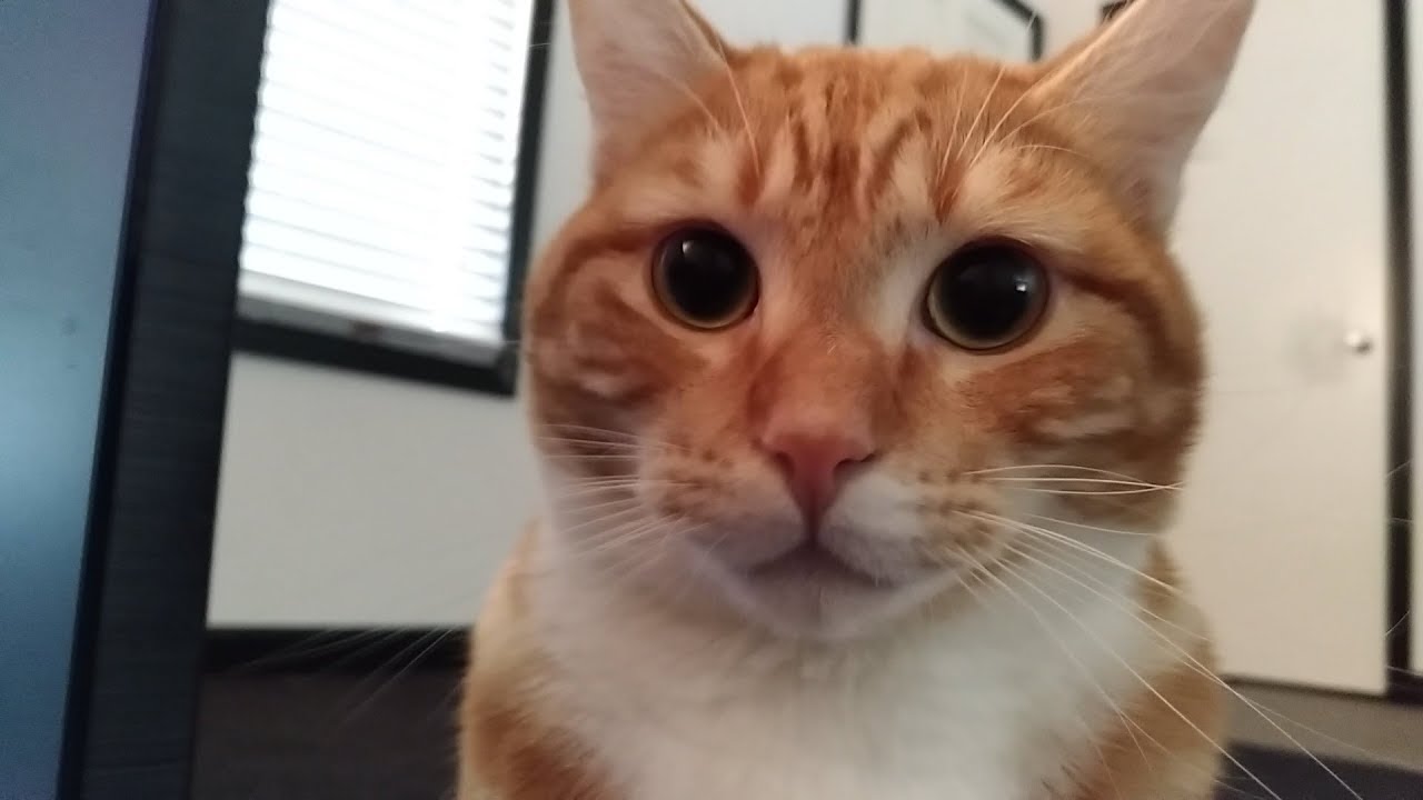 Buddy Cat Nervous Kitty YouTube