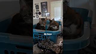 These two. Never a dull moment with my boys. #viral #catvideos #fypシ゚viral #catshorts #cats #cute