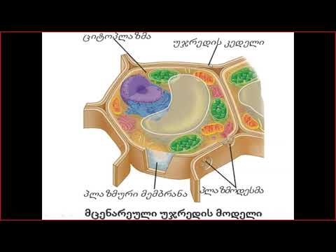 ბიოლოგია - პროკარიოტული და ეუკარიოტული უჯრედების სტრუქტურული კომპონენტები