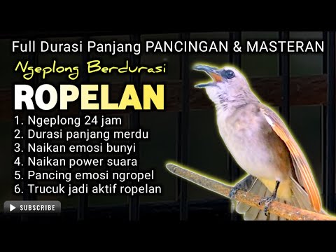 Trucuk BETINA memanggil Jantan Suara Birahi Ngecuplik 100% pancingan trucukan gacor agar BUNYI EMOSI