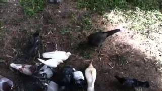 Chicken Vs Birdsfunny