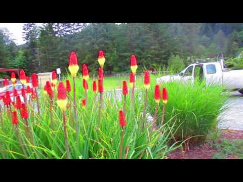 Red Hot Pokers in Bloom