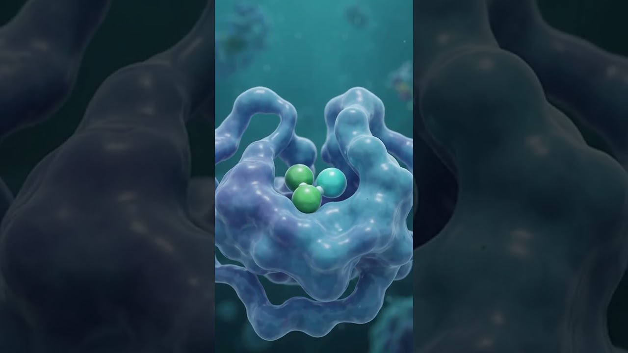 How Enzymes Work: The Catalytic Cycle Explained