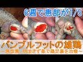 バンブルフットの雄鶏～急改善、明治きず薬でニワトリの足裏を治療～