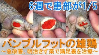 バンブルフットの雄鶏～急改善、明治きず薬でニワトリの足裏を治療～