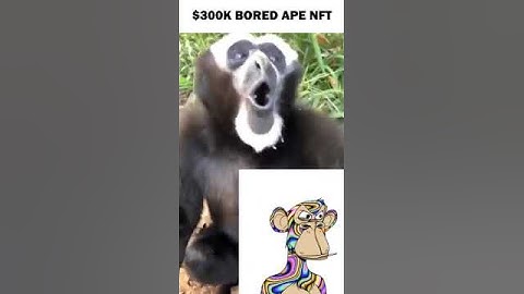Viral Monkey Animal Owner of Bored Ape Yacht Club as NFT Collector