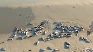 Red Tide is here! Panama City Beach FL Sept 2018