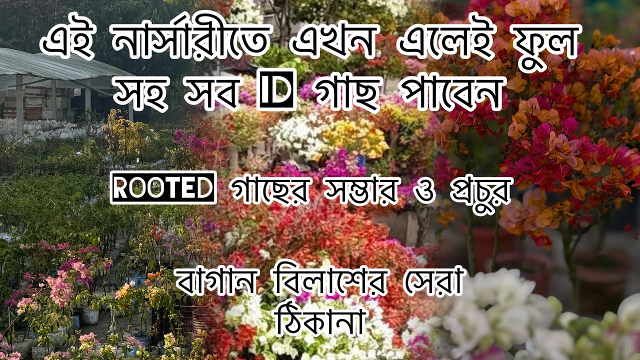 Come and collect Bougainvillea plant with Flower Now