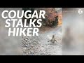 Viral shows cougar stalking utah hiker in terrifying 6minute encounter