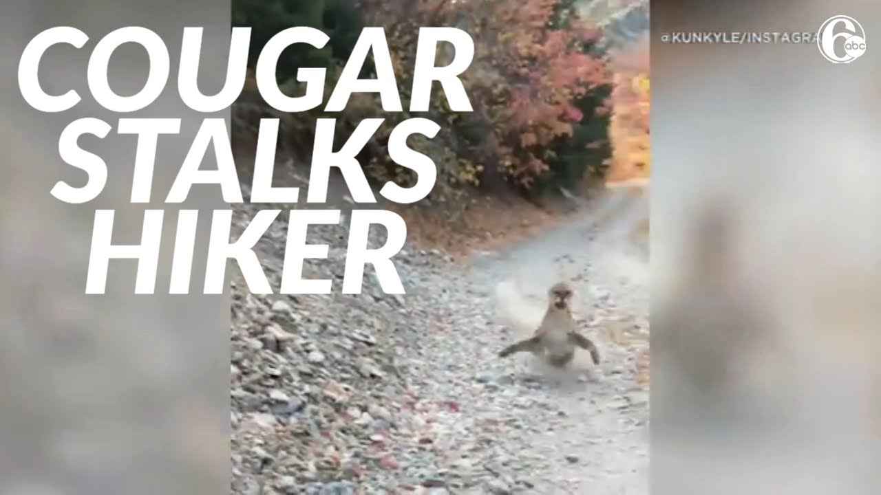 Cougar Attacks Jaguar and Quickly Pays the Price