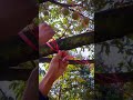 an easy and quick way to tie a durian so it doesn't fall off when it's ripe #shorts