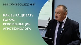 Как выращивать горох | Рекомендации агротехнолога