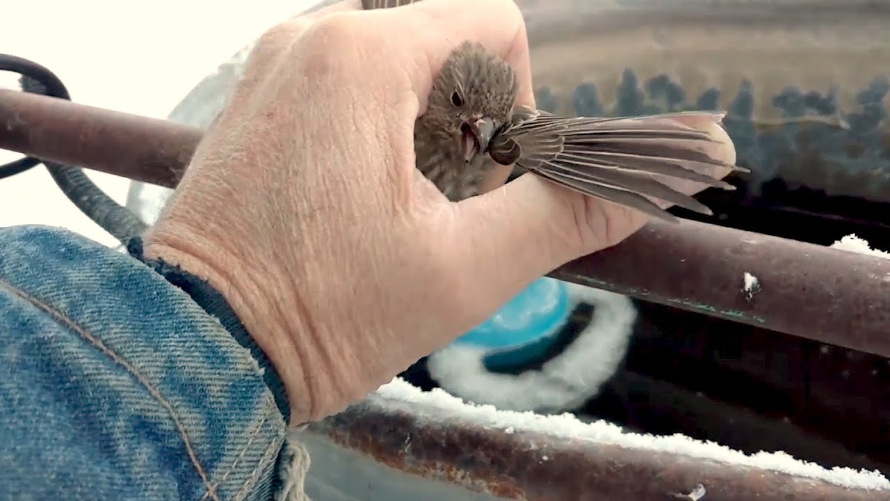 Bird Frozen To Metal Fence Rescued by Kind Man | Good Samaritan - YouTube
