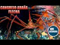 Cangrejo araña flecha (curiosidades)