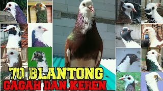 70 MERPATI BLANTONG CAKEP ‼️