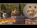 DreamWorks Madagascar | Animales Bebés | Madagascar  Escape 2 África