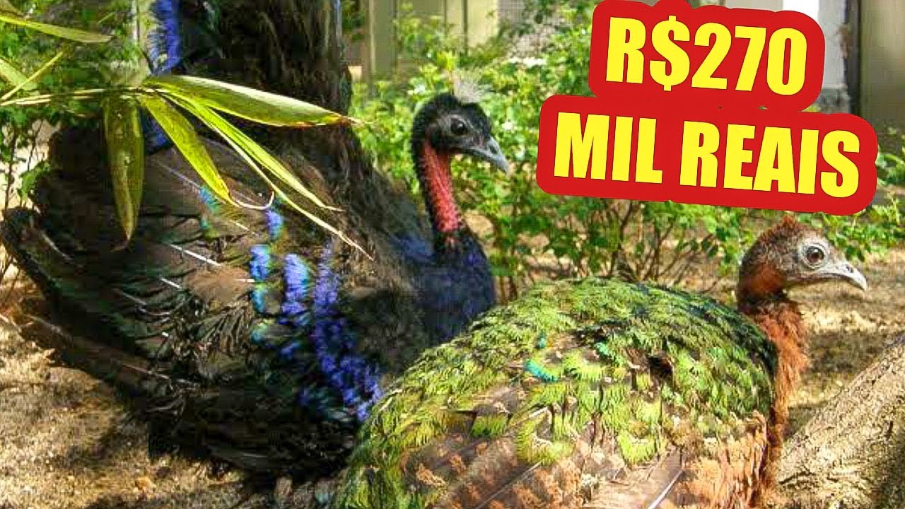 Quanto Custa Um Pavão Branco?