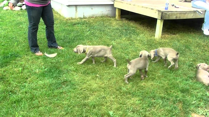 Weimaraner Puppies Pointing!