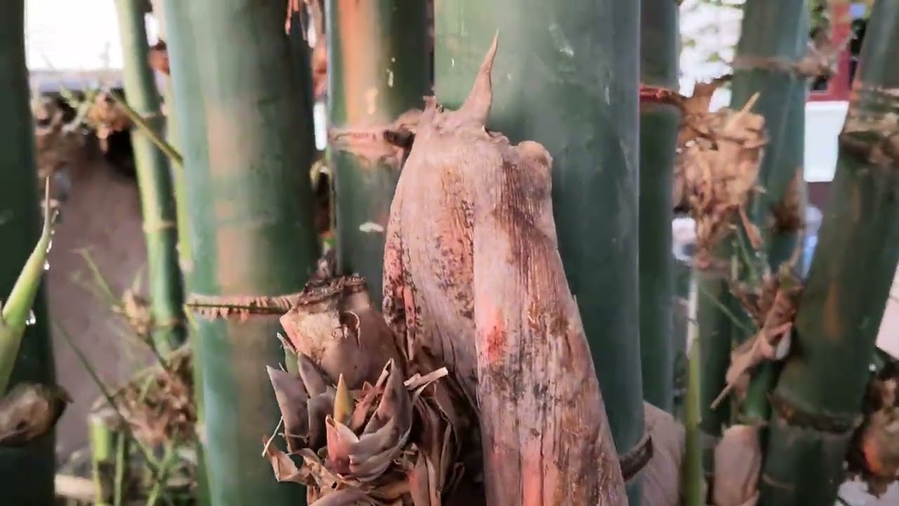 ຫັກແໜ່ງນໍ່ໄມ້ນຳກັນເດີ หักแหน่งน่อไม้นำกันเด้อ 