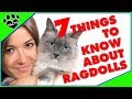 Top 7 Things to Know About Owning a Ragdoll Cat Cats 101 の動画、YouTube動画。