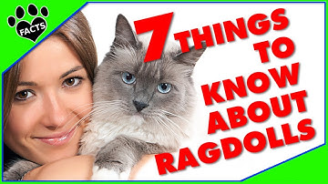 Top 7 Things to Know Before Getting a Ragdoll Cat! Cats 101