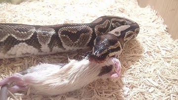 Ball Python Eating Rat (Frozen) - Time Laped