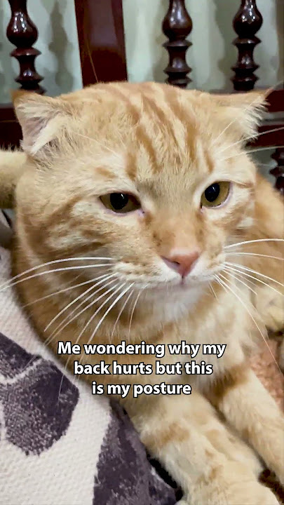 How Is That Comfortable ! 😹#short #orangecat #funnycats #cute