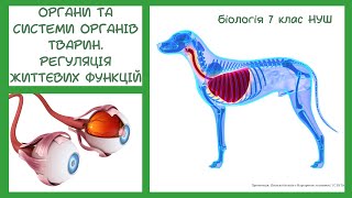 картинка: Біологія 7 клас НУШ Органи та системи органів тварин  Регуляція життєвих функцій