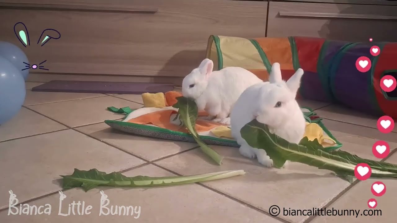 Due Conigliette Nane Mangiano e si Divertono 🐰💛 Impossibile Non Sorridere!