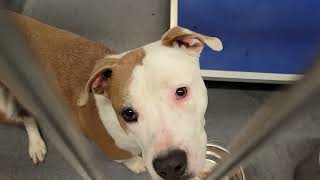acs A667632