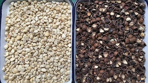 Macadamia Nuts Color Sorter Machine Selectora Óptica