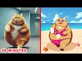 30 minutes of funny cats and dogss  when your cat looks very fat  cat memes part 5