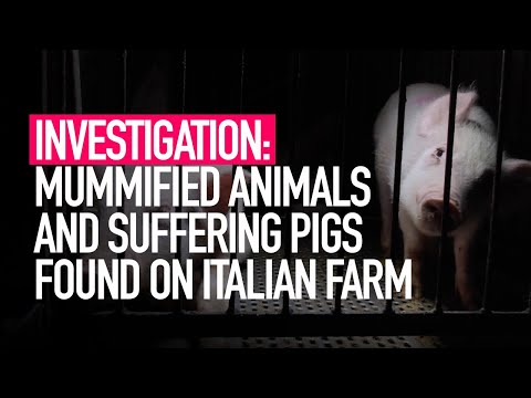 INVESTIGATION: Mummified Animals and Suffering Pigs Found on Italian Farm