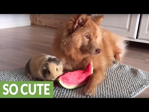 スイカを食べる犬とモルモット  