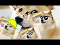 Meme School #1: The Delicate Dog Doge Day Where Everything is About Doge
