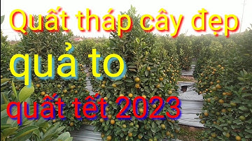 Quất lùm bán quất tết 2023, liên hệ nhà vườn để biết giá quất tết 2023 tại vườn