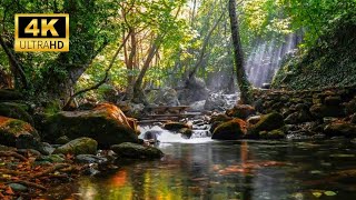 Relaxing Nature Relaxing Water Relaxing Stream Nature Sounds Forest Sounds River Sounds Water Sounds