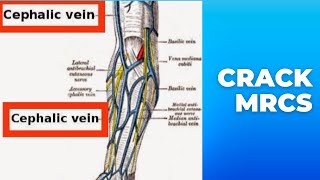 cephalic vein at antecubital fossa MRCS question solve (CRACK MRCS)