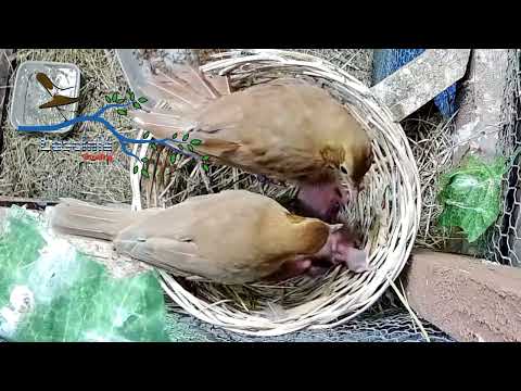 Turdus Philomelos Breeding Season 2024 Nest Number 3 01 07 2024
