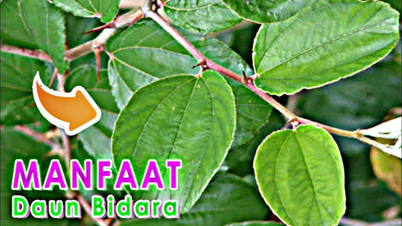 Resep Herbal daun Bidara Untuk Mengobati Berbagai Penyakit 