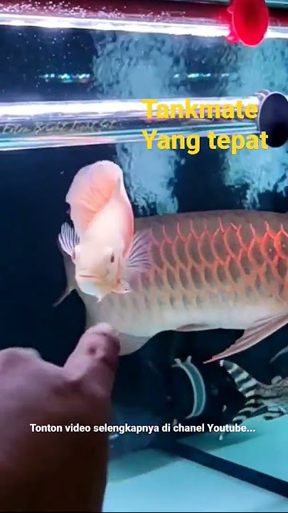 OSCAR TANKMATE ARWANA SUPERRED#shortsvideo #arowanasuperred #arwanafish #ikanpredator #shorts