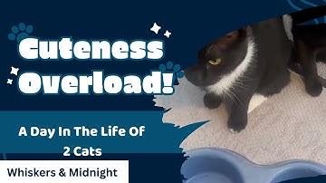 Homeless Cats DITL Whiskers & Midnights 2 Cats. #homelesscats #catshorts #catsofyoutube #fyp #fypシ゚ 