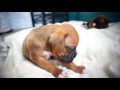 Boxer puppy falling asleep...wait for it!!