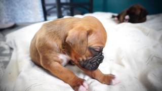 Boxer puppy falling asleep...wait for it!!